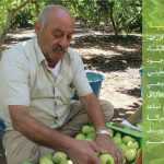 جوافة قلقيلية”.. منتوج ذهبي فزرعها وتجارتها رمز البقاء والاصرار الفلسطيني